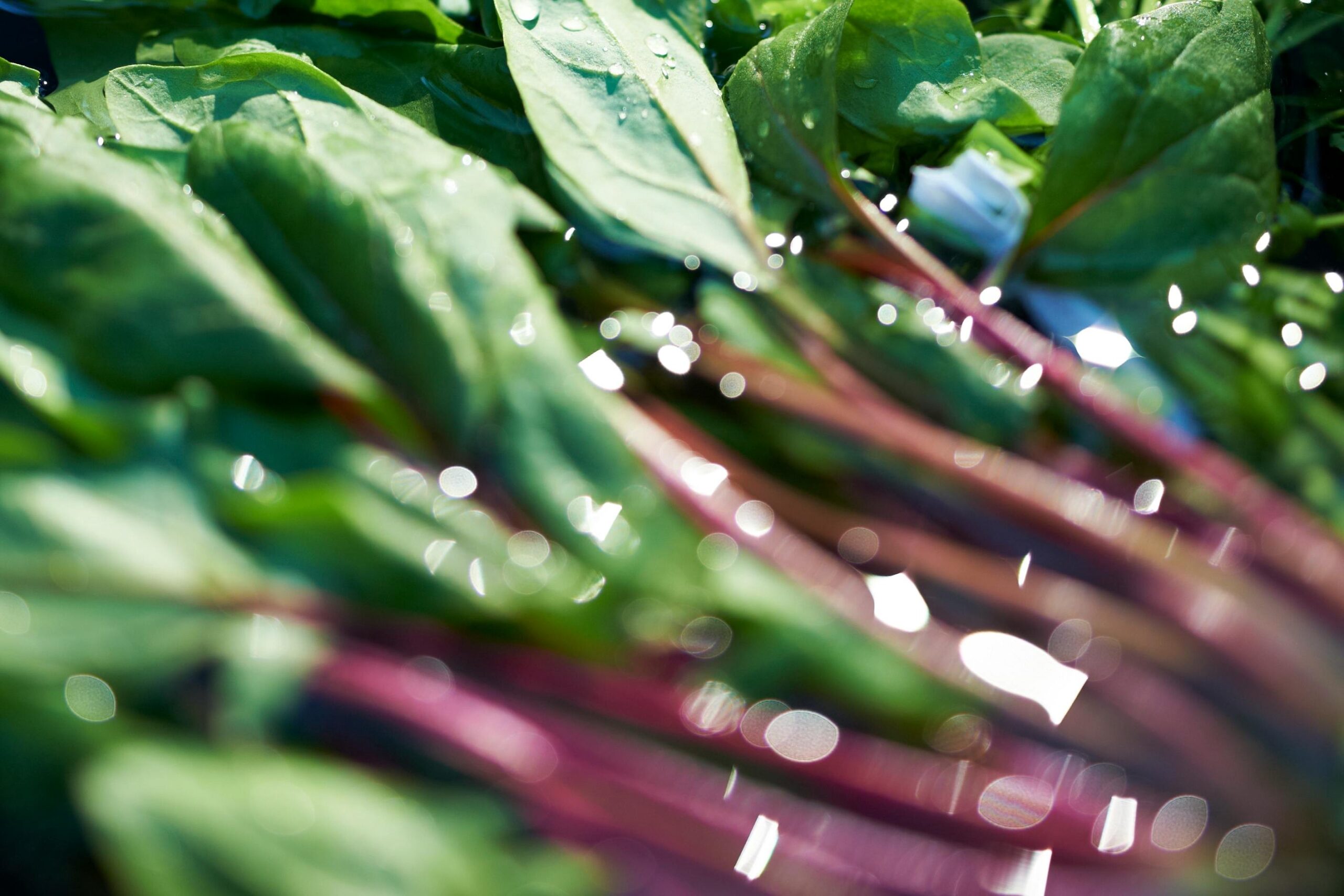 Soupe de légumes – Une soupe réconfortante avec des légumes frais et du laurier